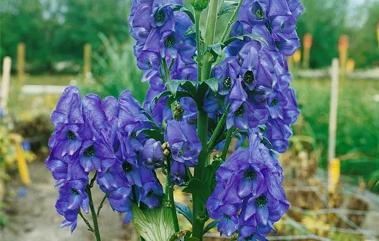 Aconitum carmichaelii Arendsii