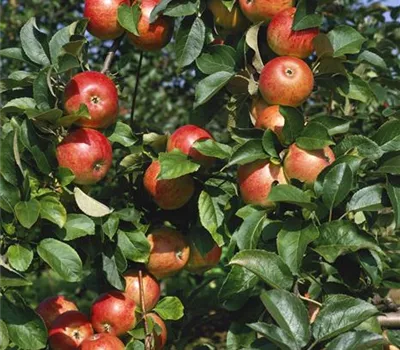 Malus domestica 'Alkmene'
