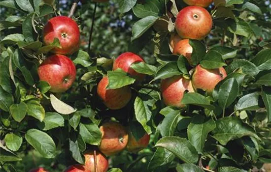 Malus domestica 'Alkmene'