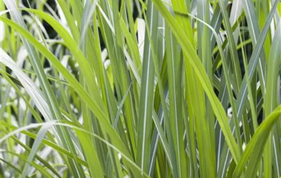 Miscanthus x giganteus