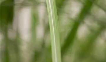 Chinaschilf