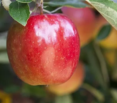 Malus domestica 'Braeburn' (Apfel)