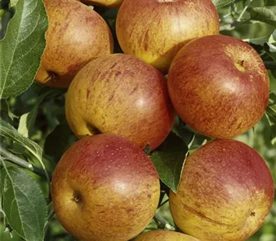 Malus domestica 'Cox Orange'