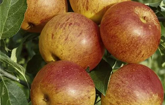 Malus domestica 'Cox Orange'