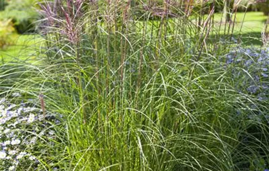 Miscanthus sinensis Brazil