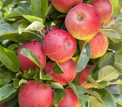 Malus domestica 'Elstar' ®