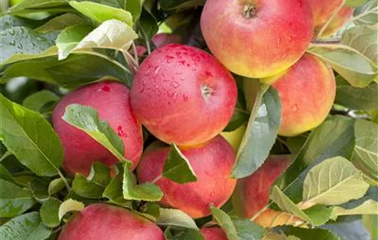 Malus domestica 'Elstar' ®