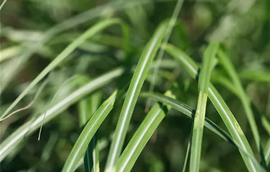 Miscanthus sinensis 'Cabaret'