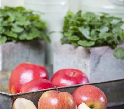 Malus domestica Fuji