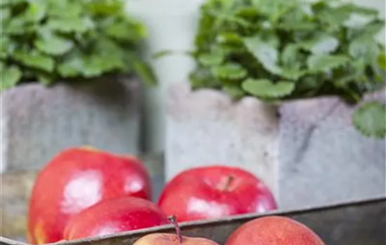 Malus domestica Fuji