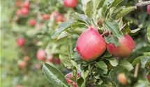 Apfel 'Retina'(s)
