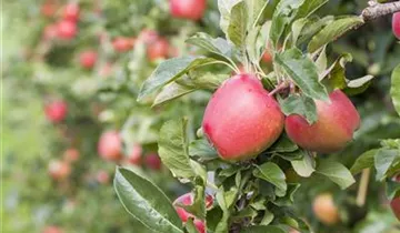 Apfel 'Retina'(s)
