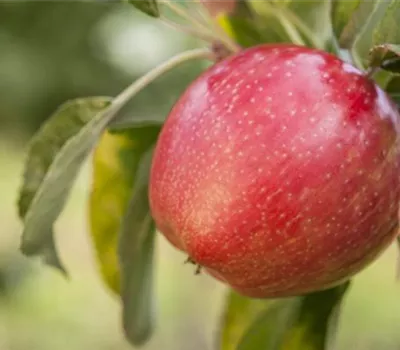 Malus domestica 'Gloster'