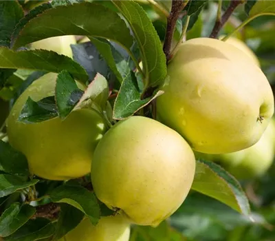 Malus domestica 'Golden Delicious'