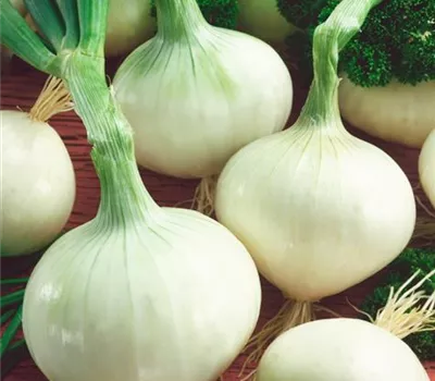 Allium cepa 'Snowball'