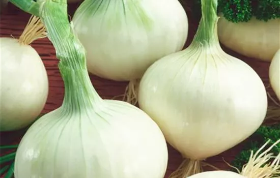 Allium cepa 'Snowball'