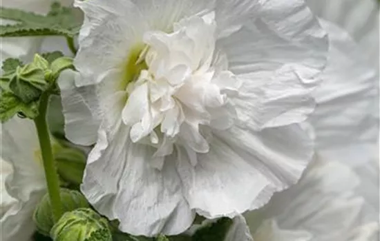 Alcea rosea 'weiss gefüllt'