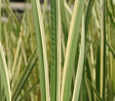 Acorus calamus 'Variegatus'