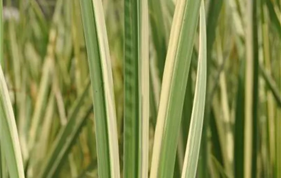 Acorus calamus 'Variegatus'