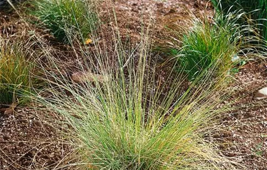 Muhlenbergia capillaris