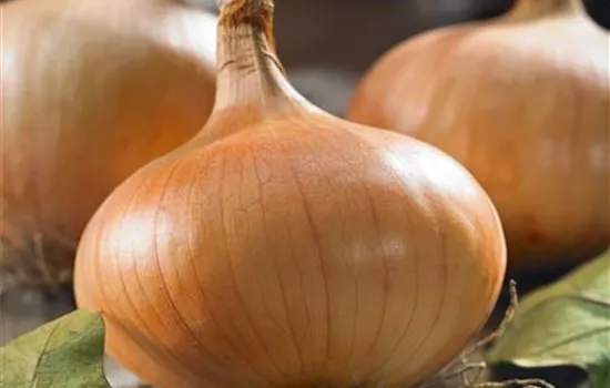 Allium cepa 'Sturon'