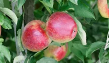 Apfel 'Retina'(s)