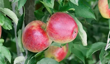 Apfel 'Retina'(s)