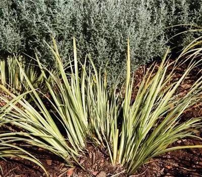 Acorus gramineus 'Argenteostriatus'