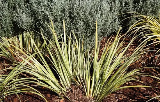 Acorus gramineus 'Argenteostriatus'