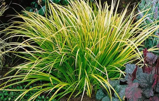 Acorus gramineus 'Ogon'