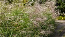 Chinaschilf 'Silberfeder'