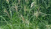 Chinaschilf 'Silberfeder'