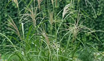 Chinaschilf 'Silberfeder'