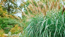 Chinaschilf 'Silberfeder'