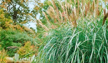 Chinaschilf 'Silberfeder'