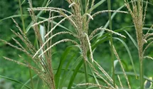 Chinaschilf 'Silberfeder'