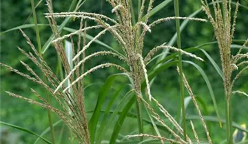 Chinaschilf 'Silberfeder'