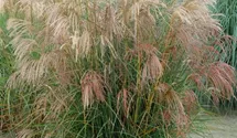 Chinaschilf 'Silberfeder'