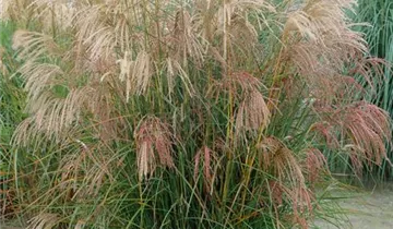 Chinaschilf 'Silberfeder'