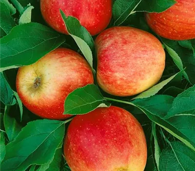 Malus 'Finn' ® (Apfel Säule)