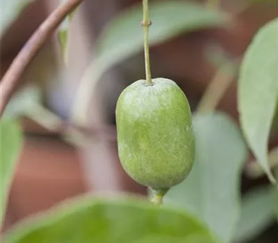 Actinidia arguta 'Issai' (Kiwi)