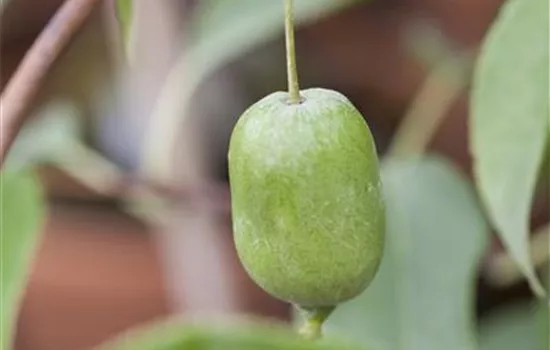 Actinidia arguta 'Issai' (Kiwi)
