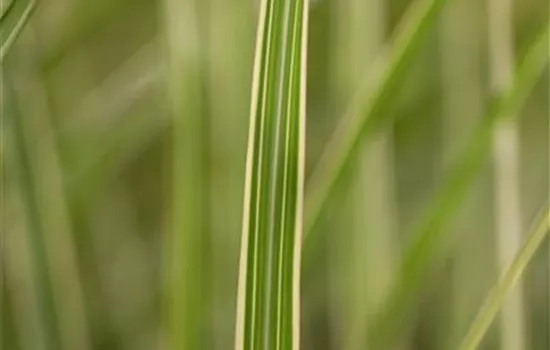Miscanthus sinensis 'Variegatus'