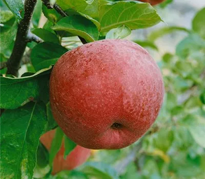 Malus 'Peke' ® (Apfel Säule)
